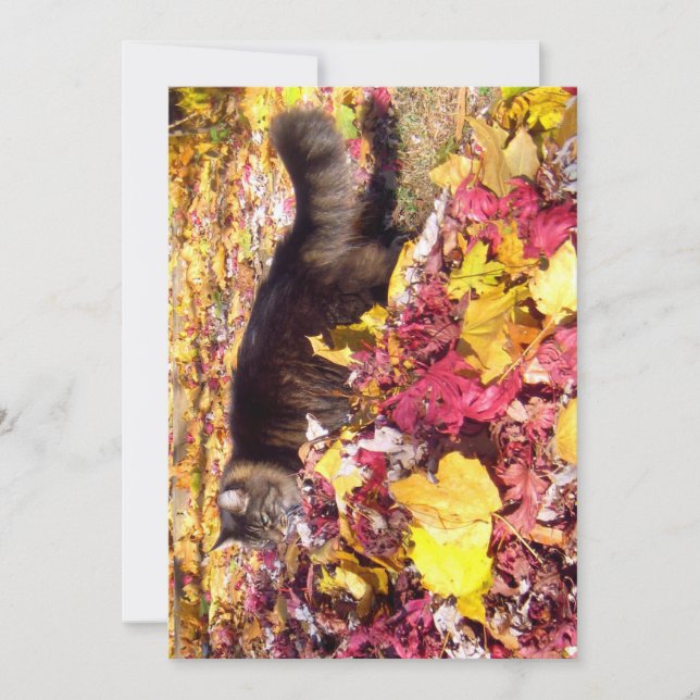 Cute Funny Maine Coon The Leaf Inspection (Front)