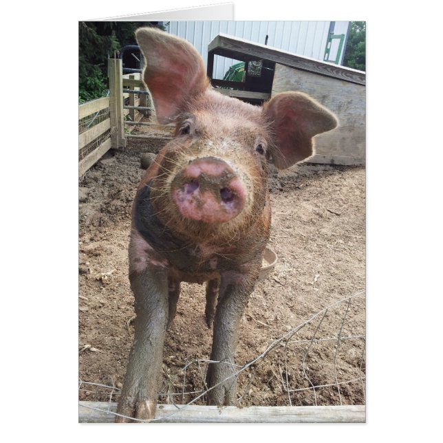 cute funny muddy pig card (Front)