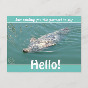 Cute Funny Seal Just saying Hello Postcard