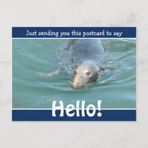 Cute Funny Seal Just saying Hello Postcard