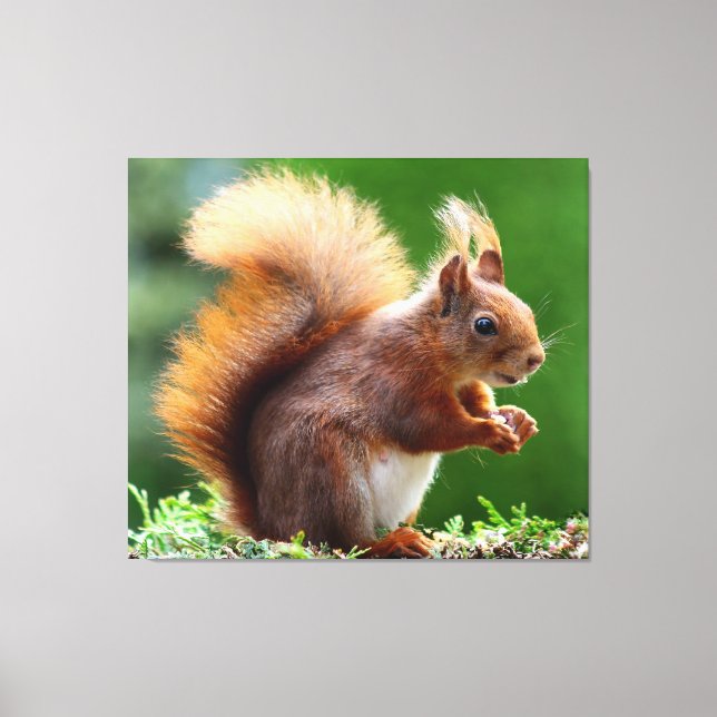 Cute Funny Squirrel Canvas print (Front)