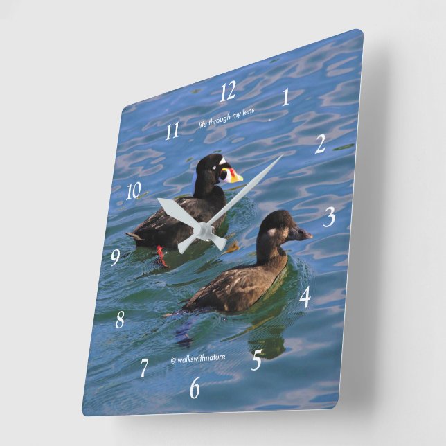 Cute Funny Surf Scoter Ducks Swimming at the Pier Square Wall Clock (Angle)