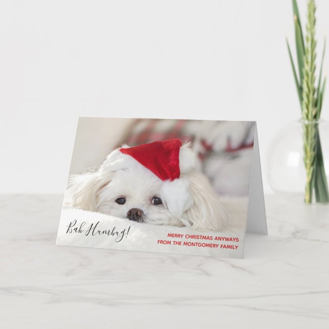 Cute Funny White Dog Christmas Bah Humbug Card (Front)