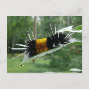 Cute Fuzzy Caterpillar Postcard