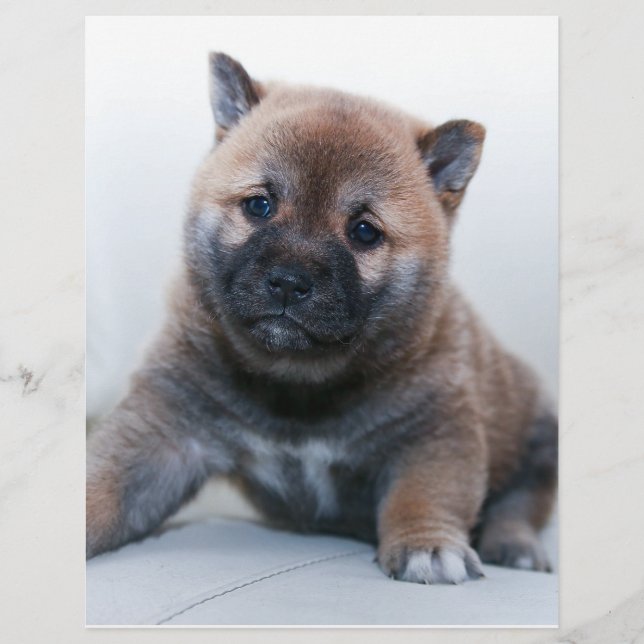 Cute Fuzzy Puppy Dog Flyer (Front)