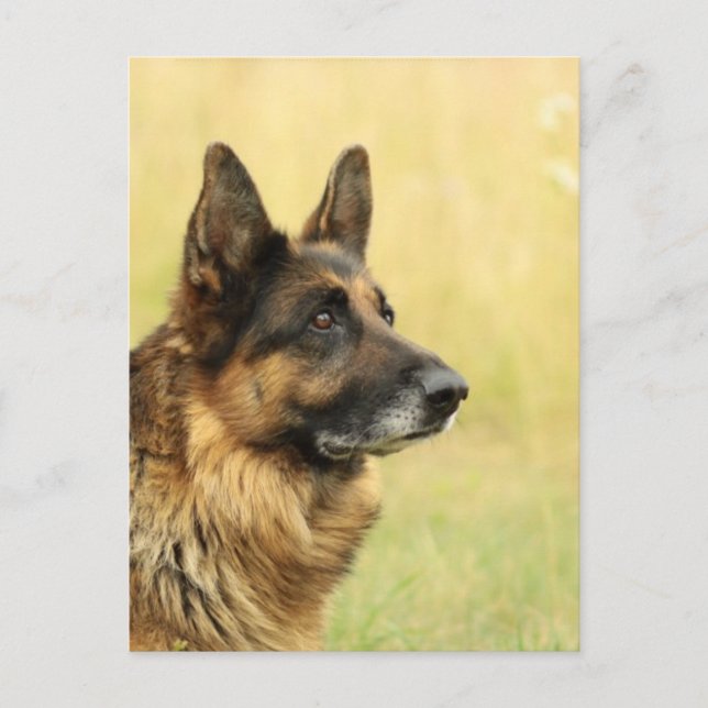 Cute German Shepherd  Postcard (Front)