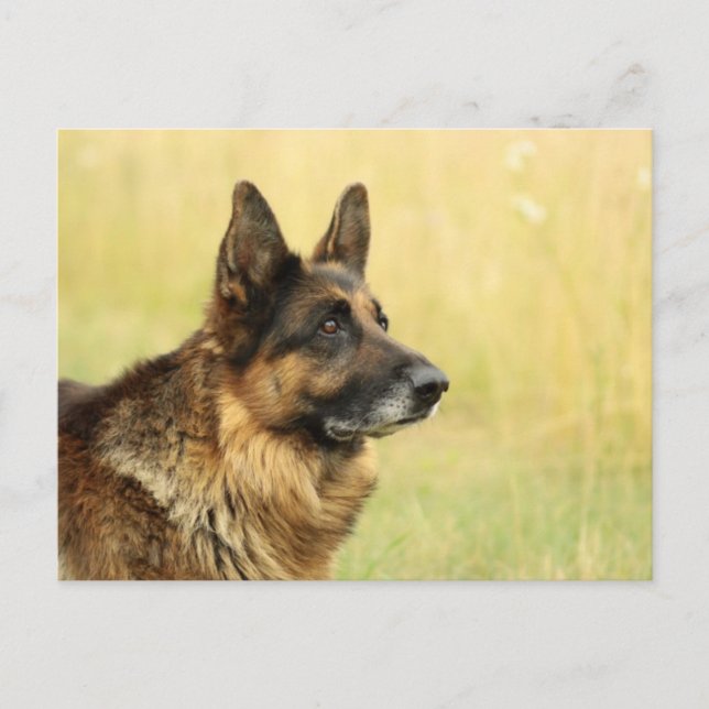 Cute German Shepherd  Postcard (Front)