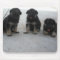 Cute German Shepherd Puppy Mouse Pad