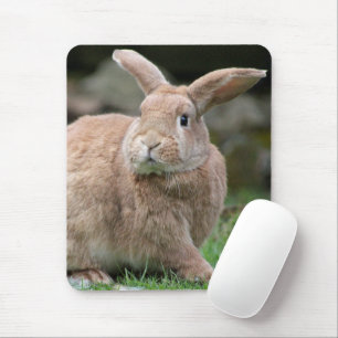 Cute ginger bunny with big ears  mouse pad