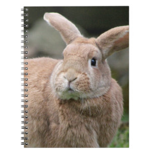 Cute ginger bunny with big ears notebook