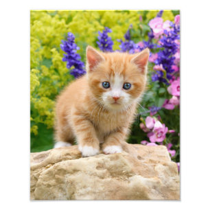 Cute Ginger Cat Kitten in a Flowery Garden  - Photo Print