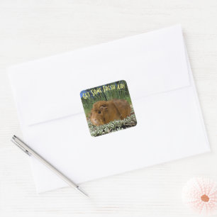 Cute Ginger Guinea Photo In Nature Custom Text Square Sticker