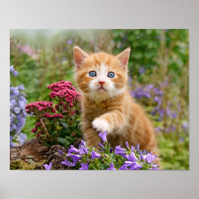 Cute ginger kitten in a garden playing with flower poster (Front)