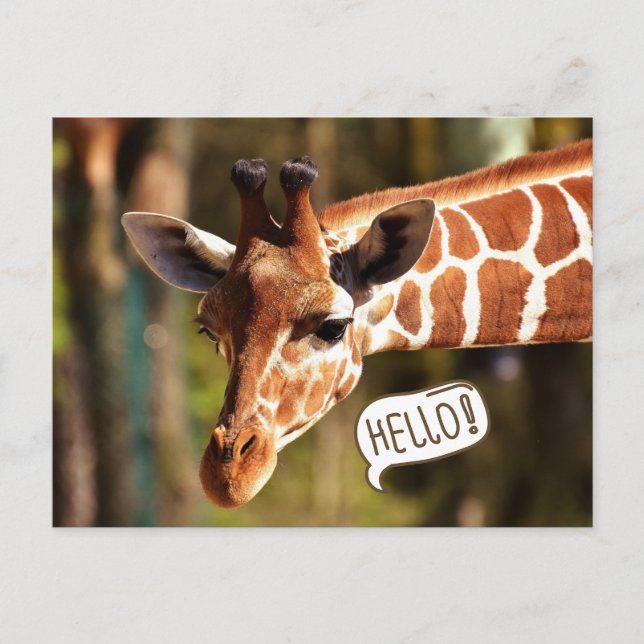 Cute Giraffe Head Hello Postcard (Front)