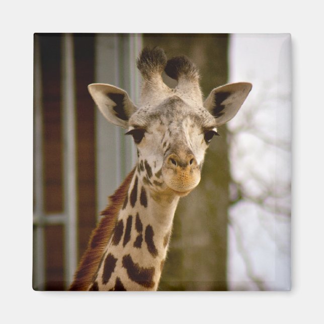 Cute Giraffe Photo Magnet (Front)