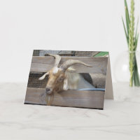 Cute Goat Begging for Attention Greeting Card
