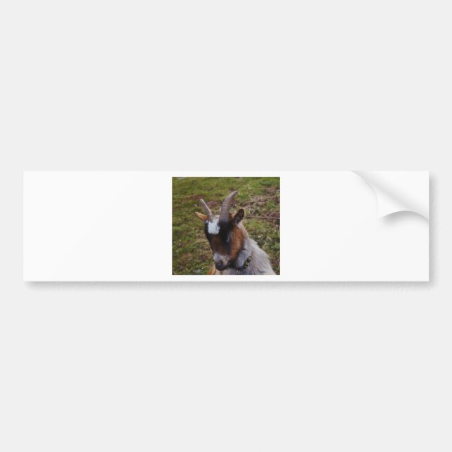 Cute Goat. Bumper Sticker (Front)
