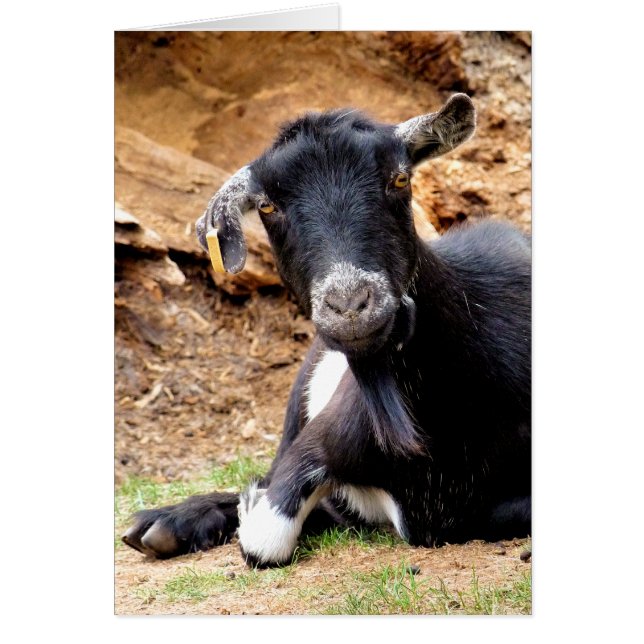 CUTE GOAT card (Front)