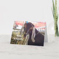 Cute Goat Long Ears Photo Sympathy