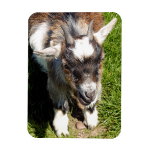 CUTE GOAT MAGNET