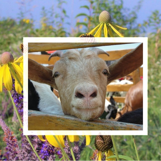 Cute Goat Peeking Through Fence, Goat Hello Postcard (Creator Uploaded)