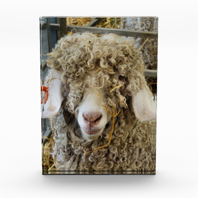 CUTE GOAT PHOTO BLOCK (Front)