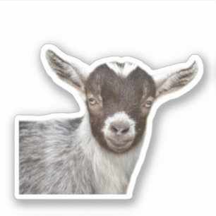 Cute Goat Portrait