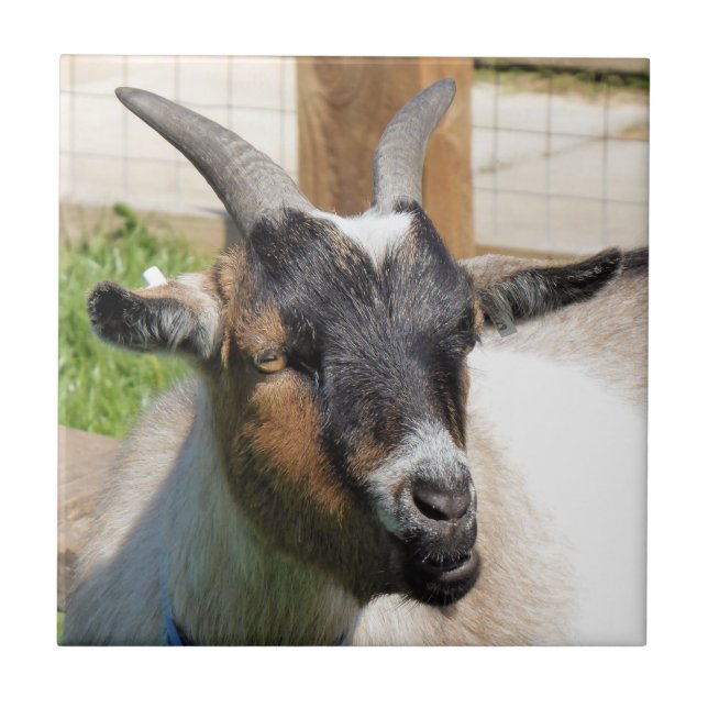 CUTE GOAT TILE (Front)
