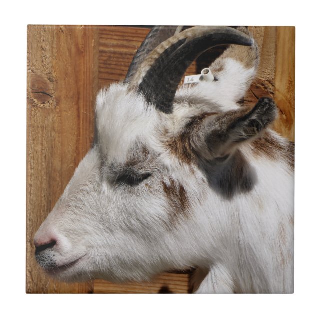 CUTE GOAT  TILE (Front)