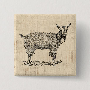 Cute Goat with Bell Illustration Antique Script 2 Inch Square Button