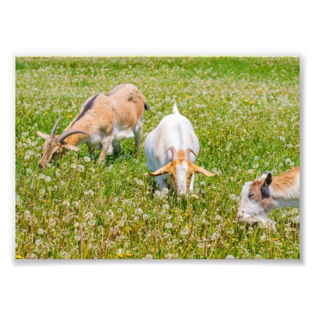Cute Goats Farm Animals Photo Print (Front)