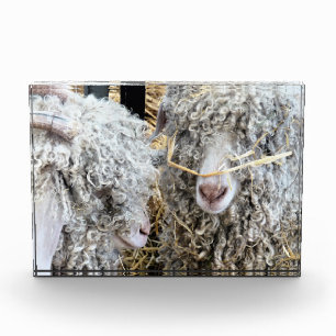 CUTE GOATS PHOTO BLOCK
