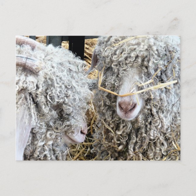 CUTE GOATS POSTCARD (Front)
