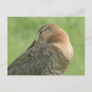 Cute Godwit Fermer do-it-yourself carte postale