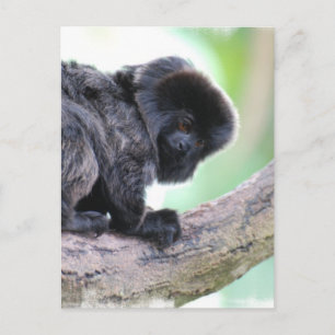 Cute Goeldi Postcard