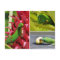Cute gold dust day gecko pink pineapple Hawaii