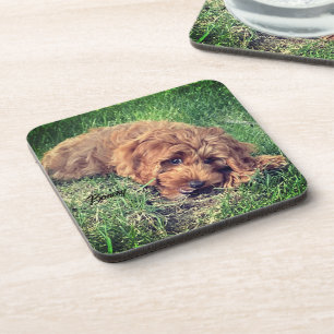 Cute Golden Doodle Beverage Coaster