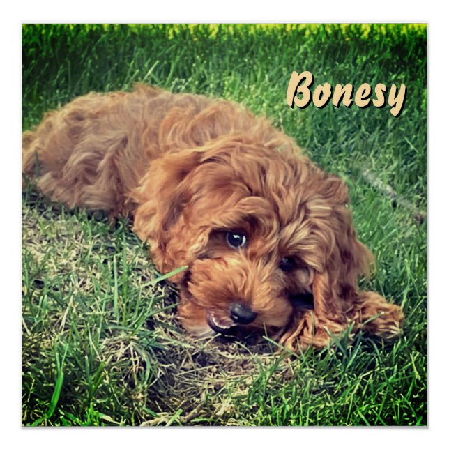 Cute Golden Doodle Poster (Front)