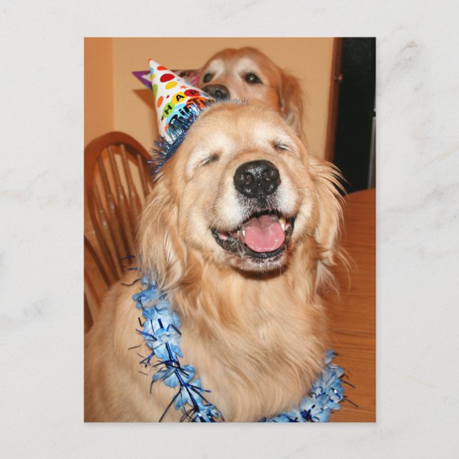 Cute Golden Retriever Birthday Wishes Postcard (Front)