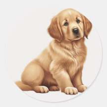 cute golden retriever