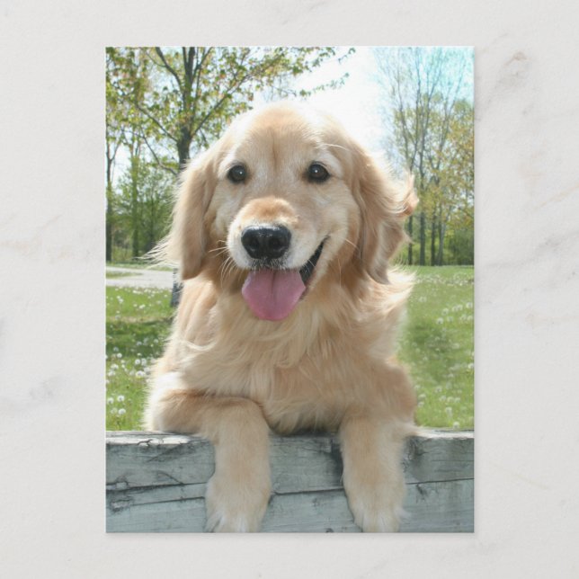 Cute Golden Retriever Dog on Fence Thinking of You Postcard (Front)