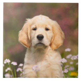 Cute Golden Retriever Dog Puppy Portrait - Ceramic Tile