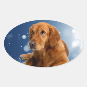 Cute Golden Retriever Dog Sitting in Snow Stars Oval Sticker