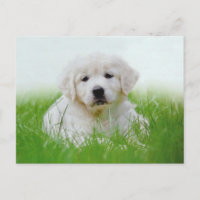 Cute Golden Retriever Puppy Dog Green Grass