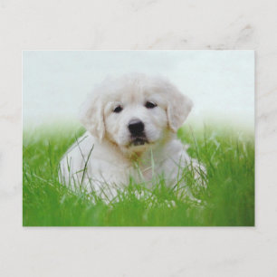 Cute Golden Retriever Puppy Dog Green Grass Postcard