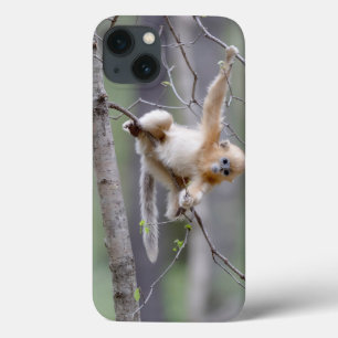 Cute Golden Snub-nosed Monkey on Tree Branches iPhone 13 Case