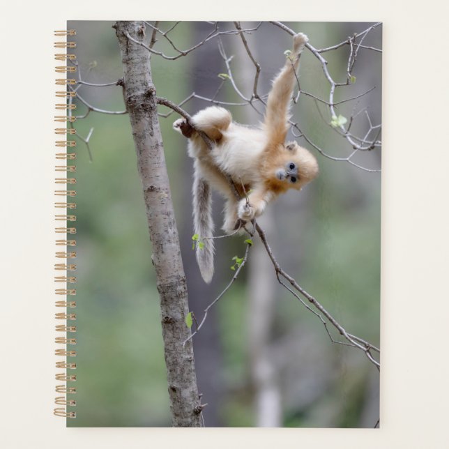 Cute Golden Snub-nosed Monkey on Tree Branches Planner (Front)