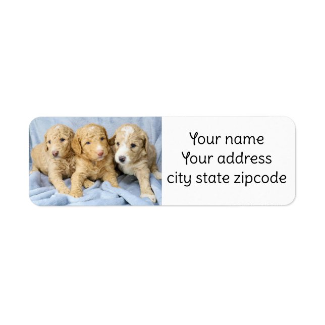 Cute Goldendoodle Puppies return address labels (Front)