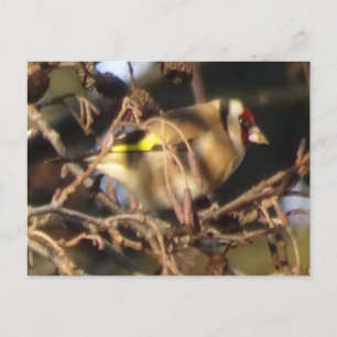 Cute Goldfinch Close Up DIY Postcard