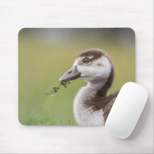 Cute Goose Chick Nature Photo Mouse Pad